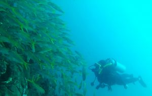 Foto van Doris Furcic aan het duiken