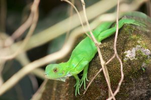 Foto van een hagedissoort in Corcovado NP te Costa Rica
